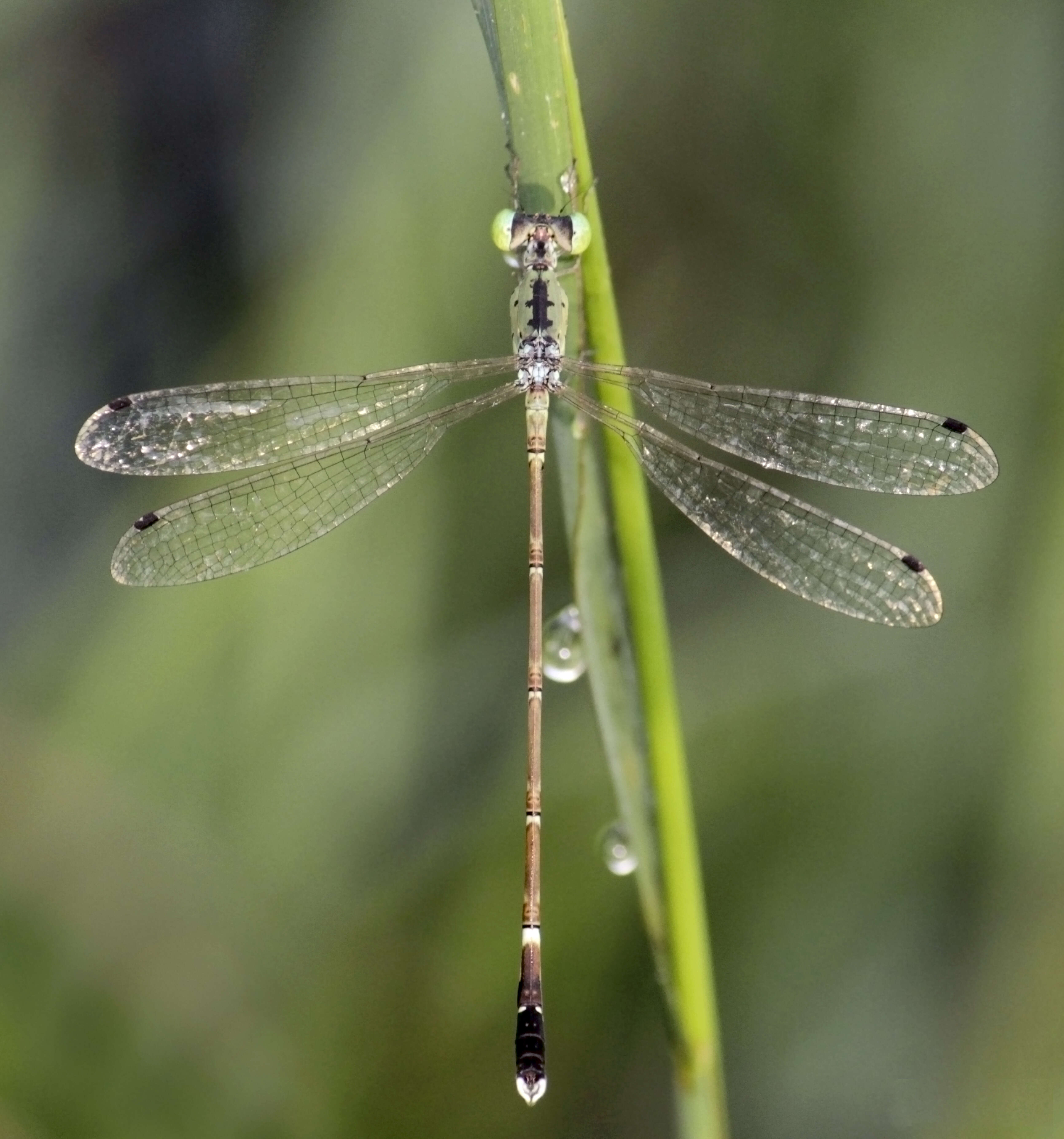 Image of Platylestes kirani