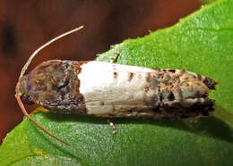 Image of Goldenrod Gall Moth