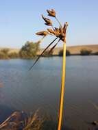 Image of Bolboschoenus planiculmis (F. Schmidt) T. V. Egorova