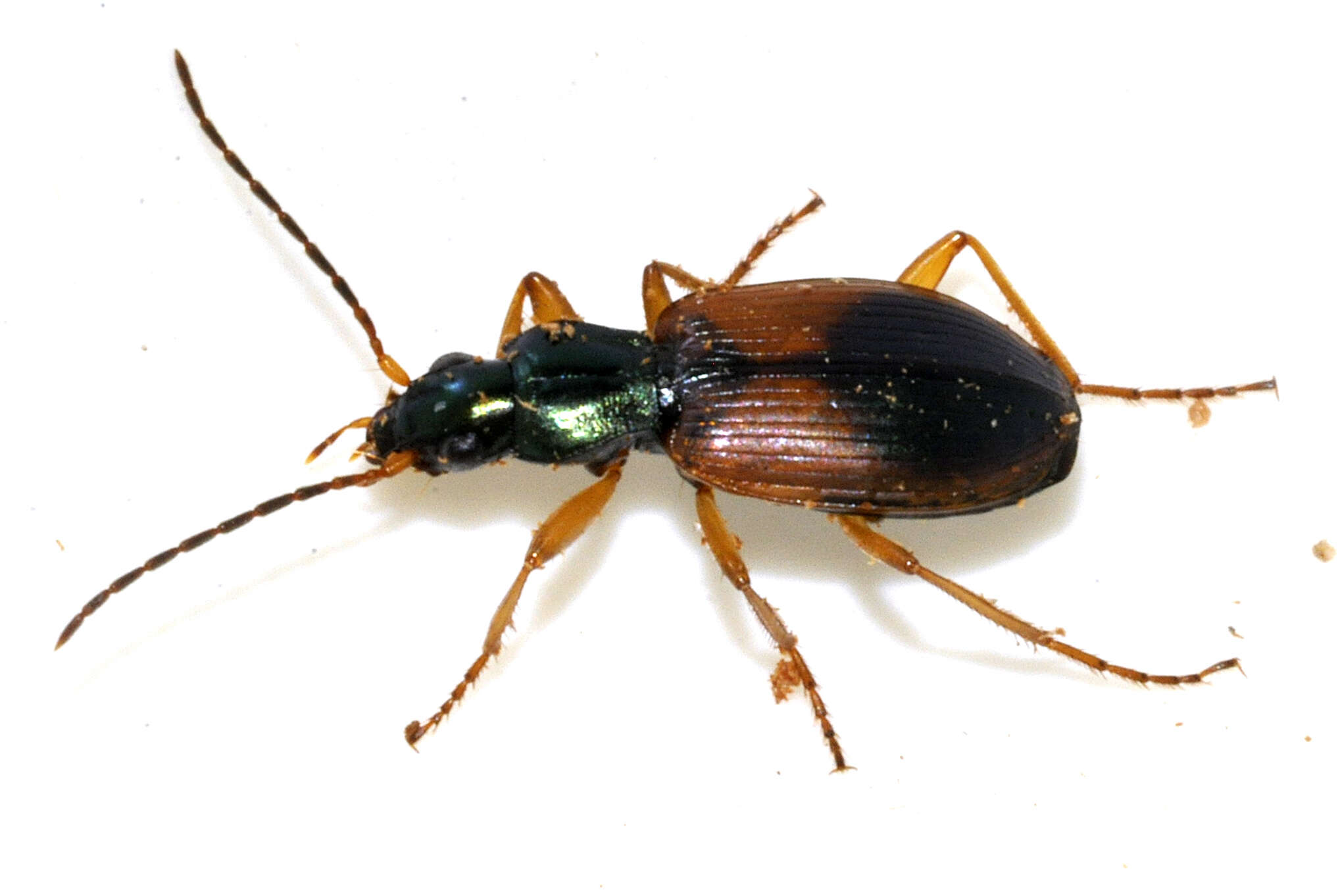 Слика од Anchomenus (Anchomenus) dorsalis (Pontoppidan 1763)