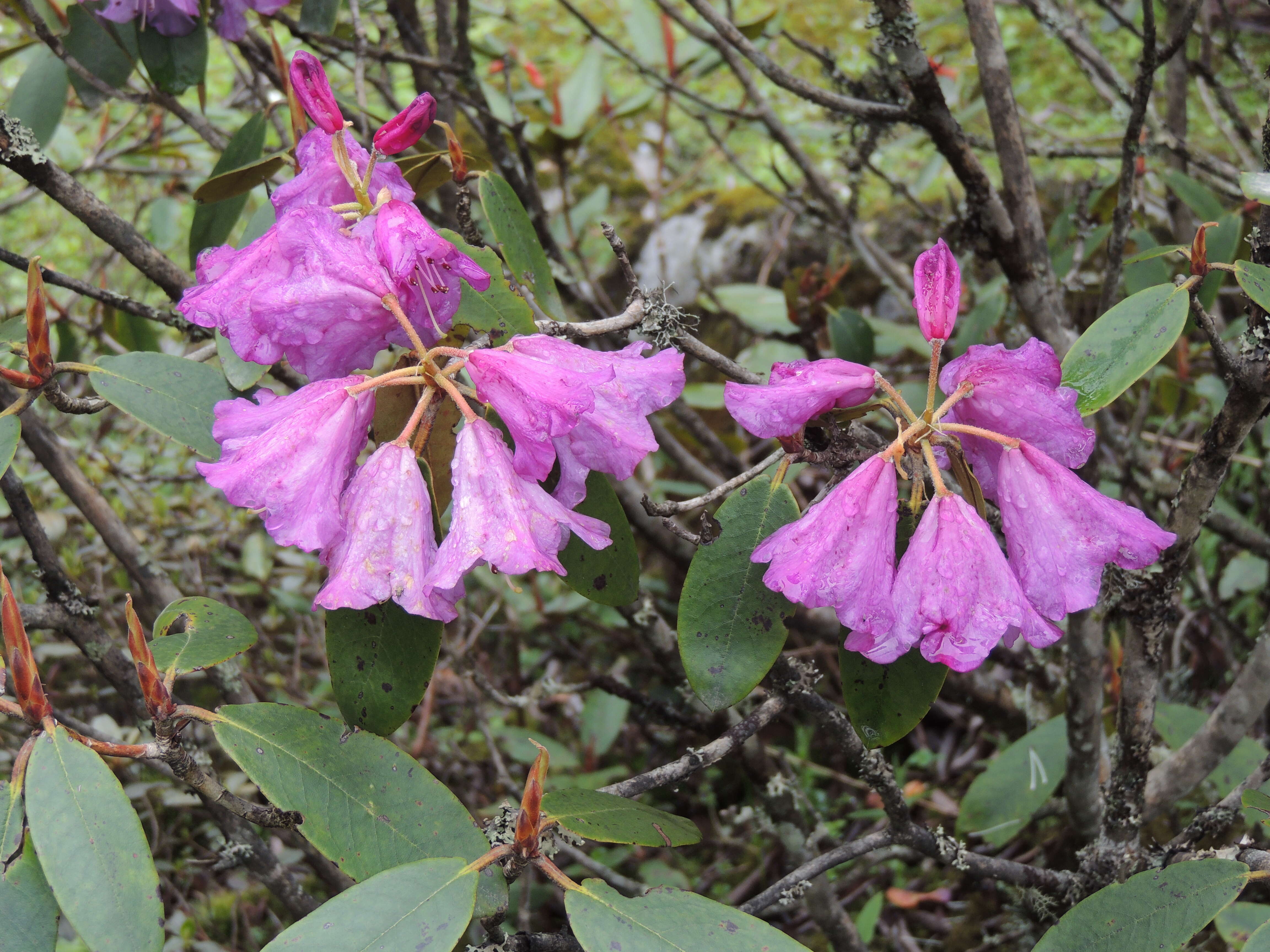 Imagem de Rhododendron wallichii Hook. fil.