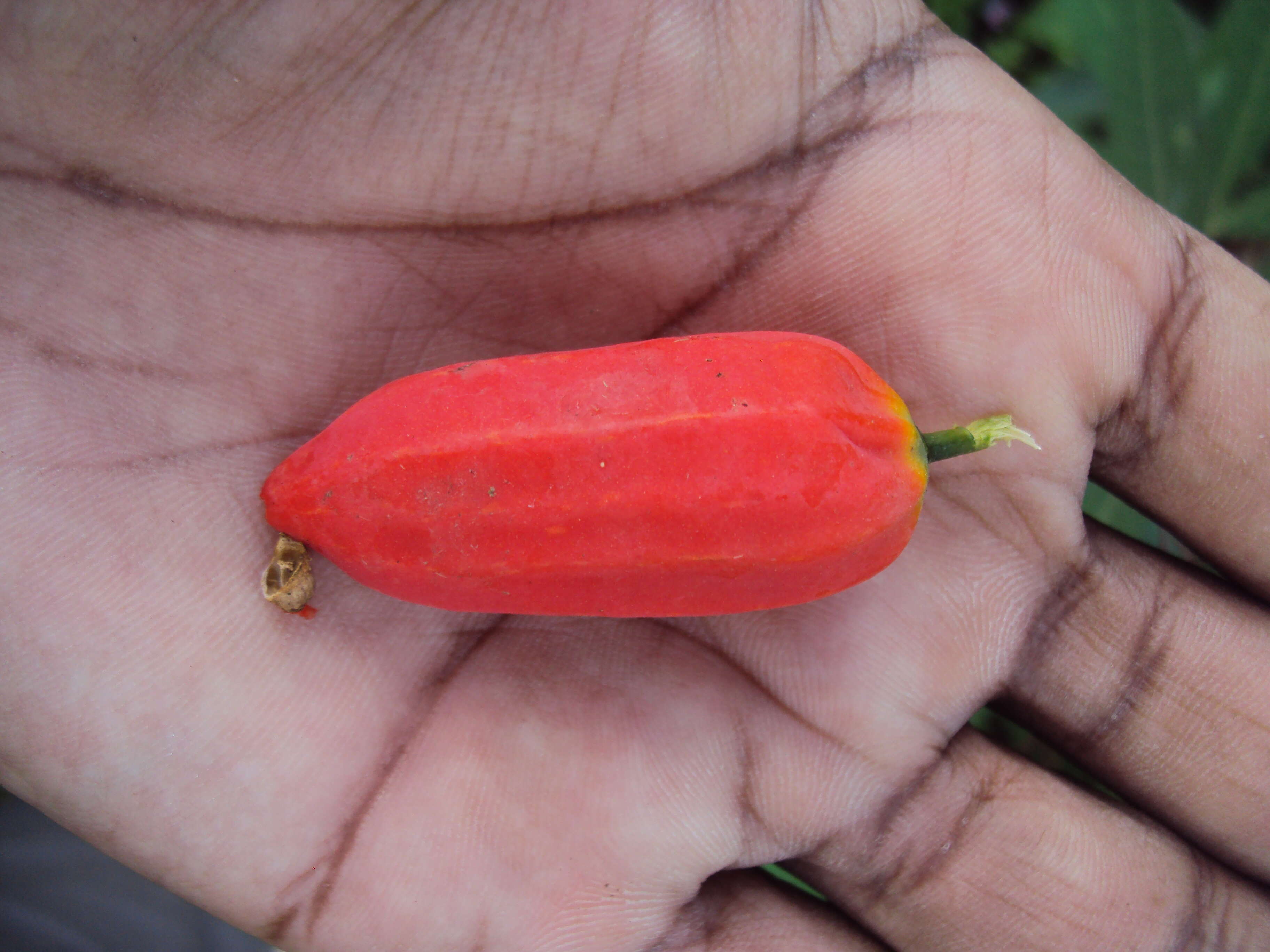 Image of Solena amplexicaulis (Lam.) Gandhi ex Saldanha & Nicolson