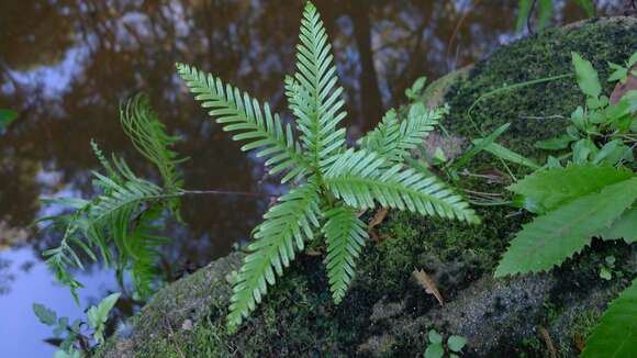 Image of Sticherus flabellatus (R. Br.) H. St. John