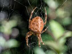 Image of Garden spider