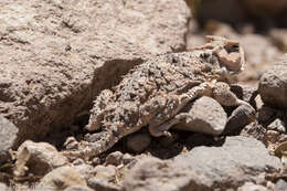 Image of Greater Short-horned Lizard