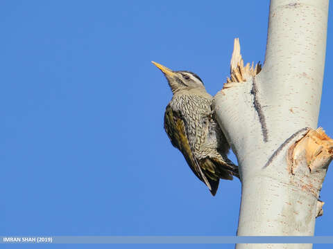 Image of Scaly-bellied Woodpecker