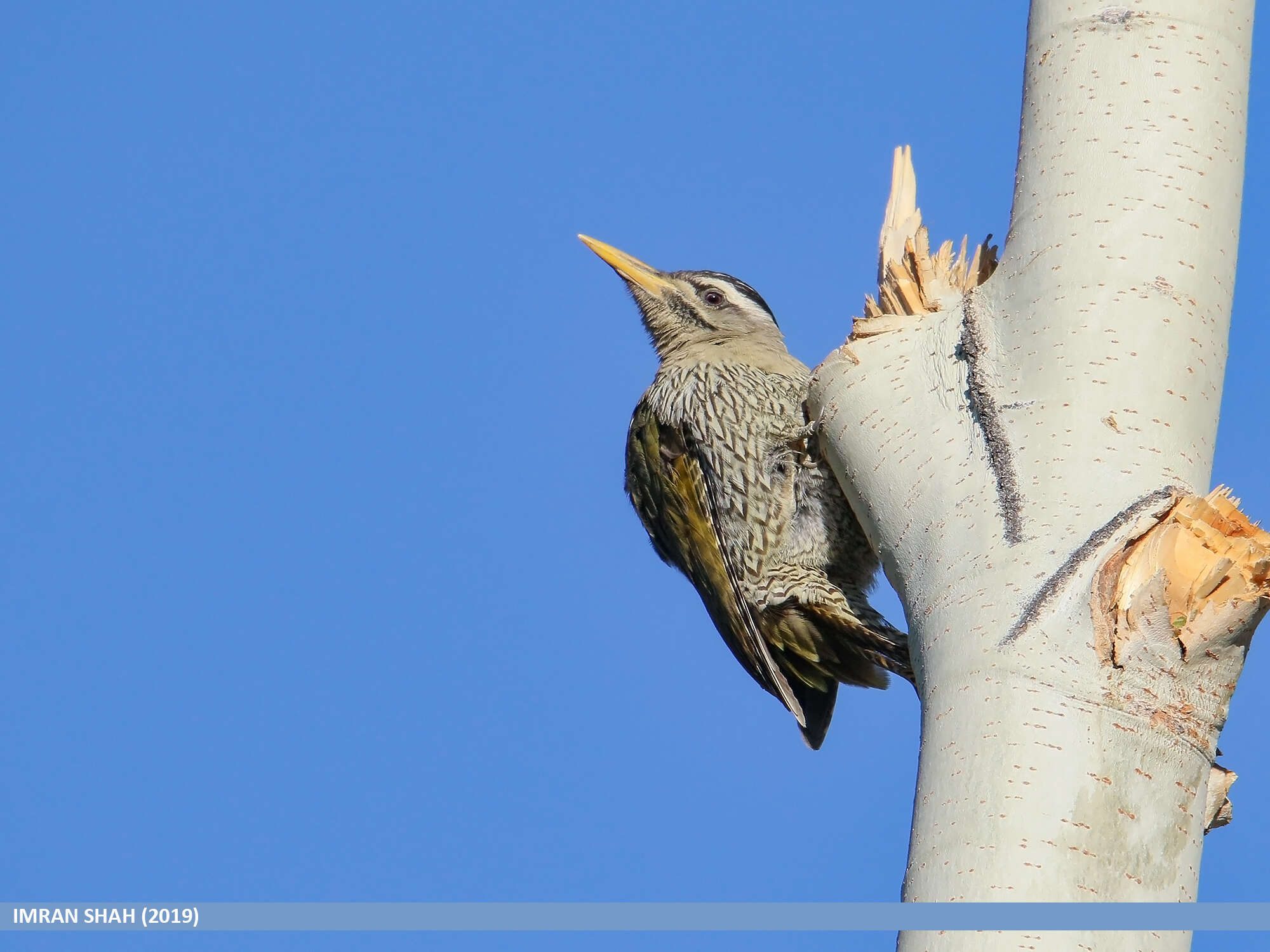 Image of Scaly-bellied Woodpecker