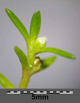 Image of water pygmyweed