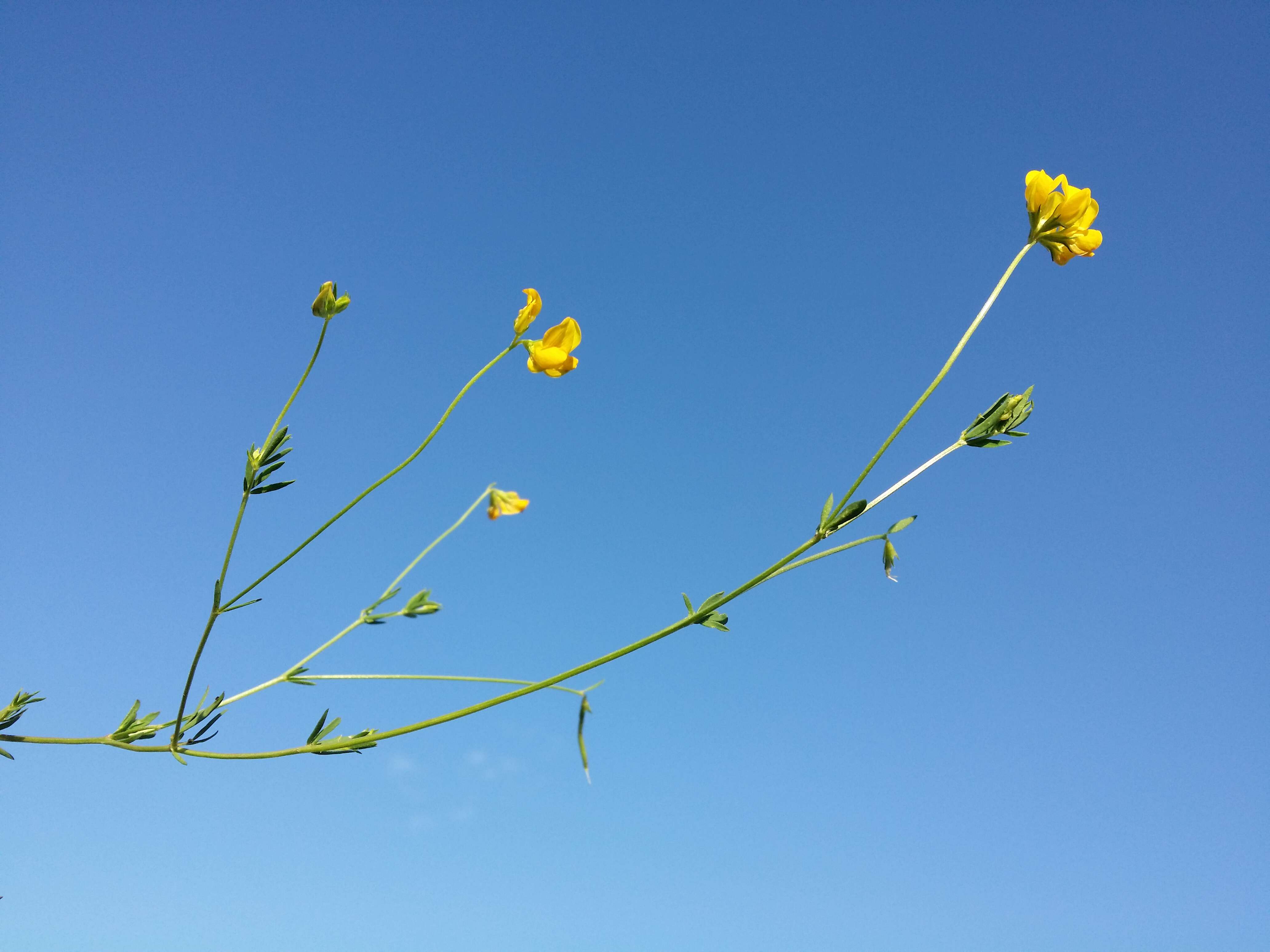 Image of Narrow-leaved Bird's-foot-trefoil