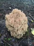 Image de Ramaria stricta (Pers.) Quél. 1888