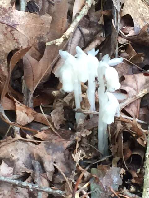 Image of Indian Pipe