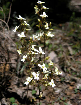 Image of Stylidium hispidum Lindley