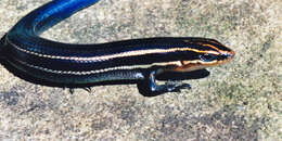 Image of Four-lined Skink