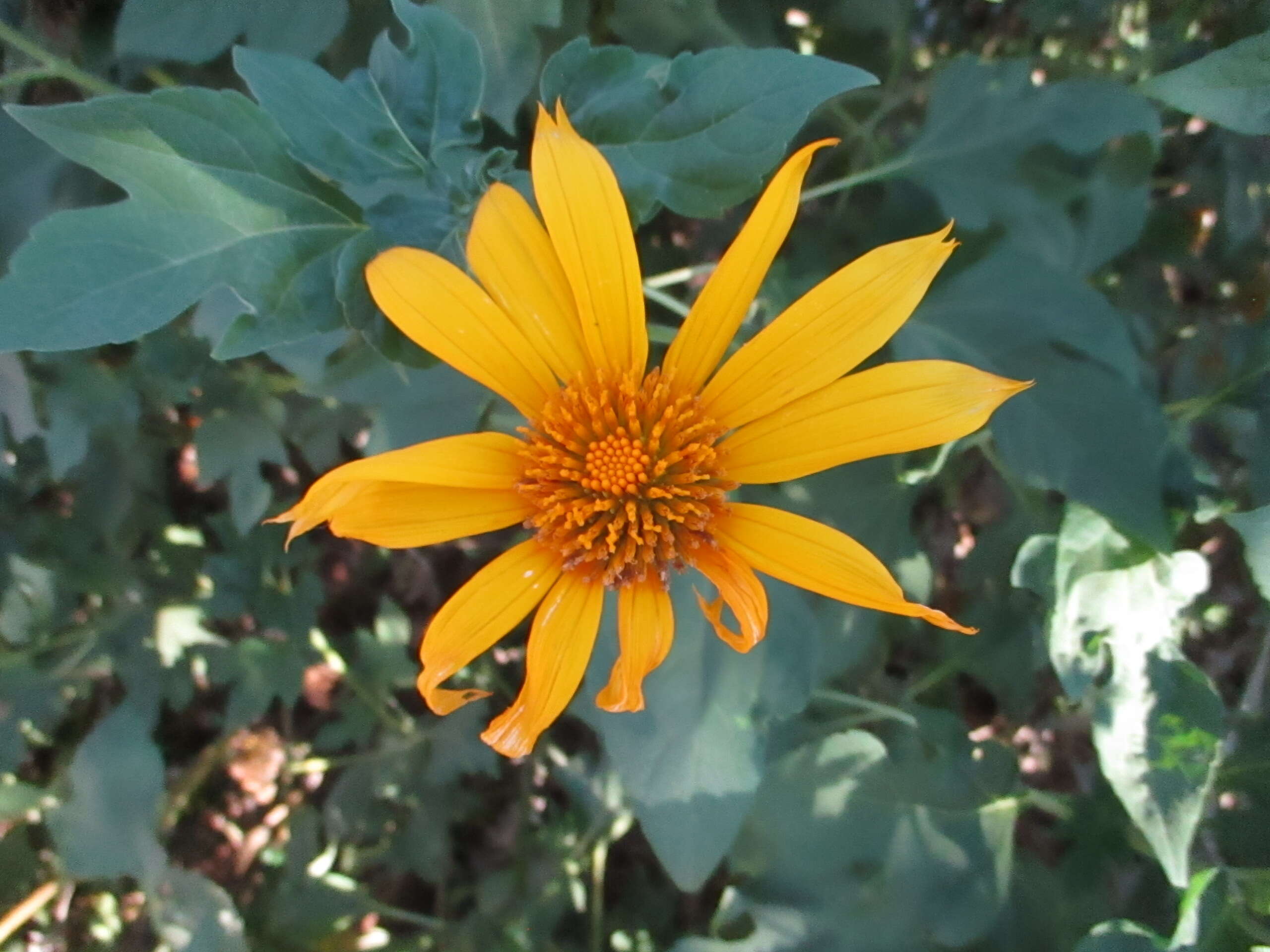 Image de Tournesol mexicain