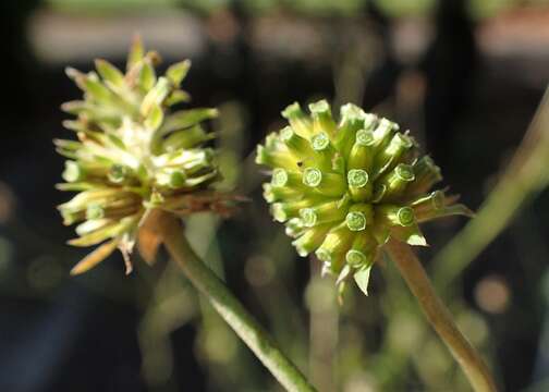 Image of Devil’s Bit Scabious