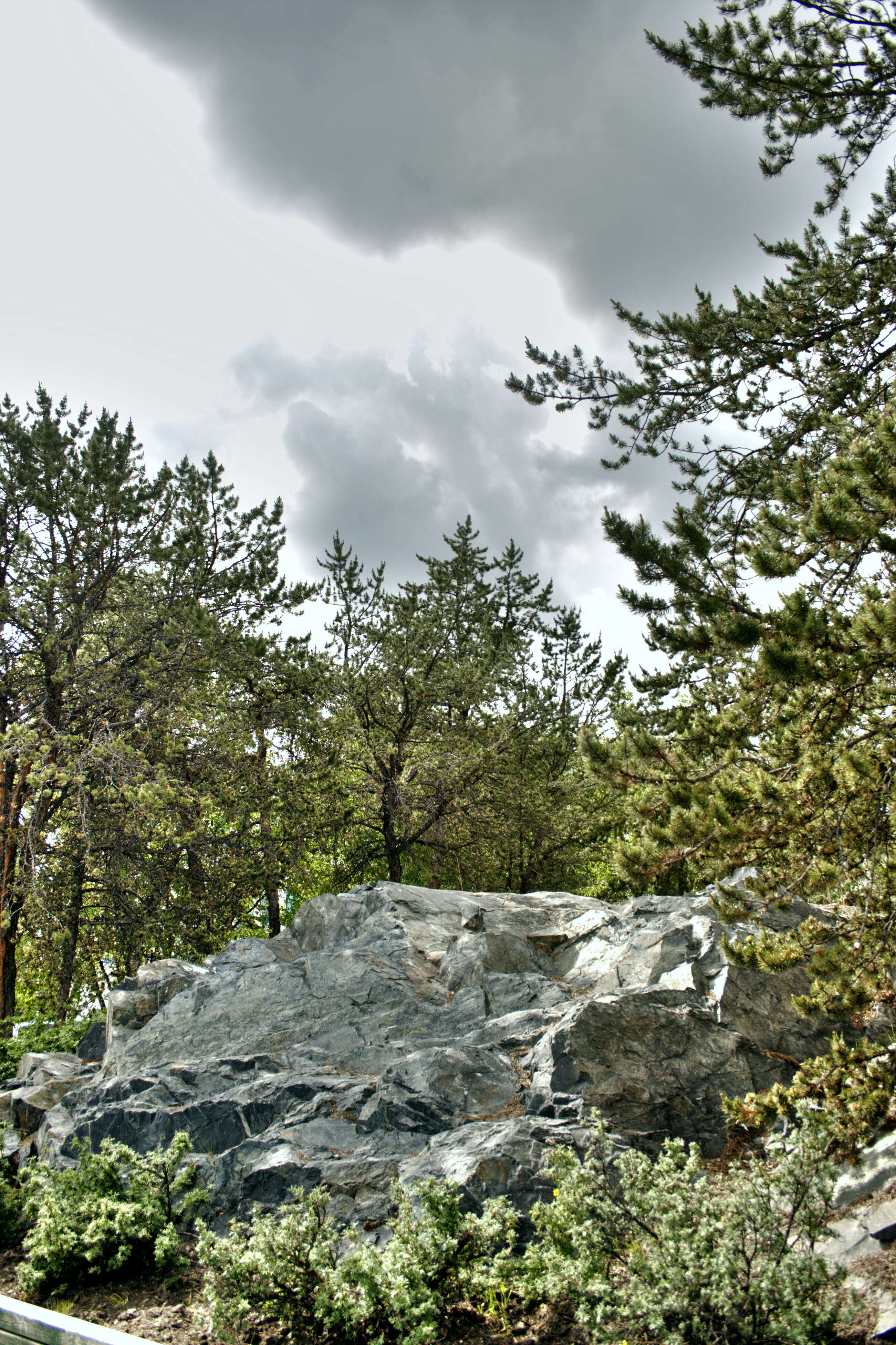 Image of jack pine