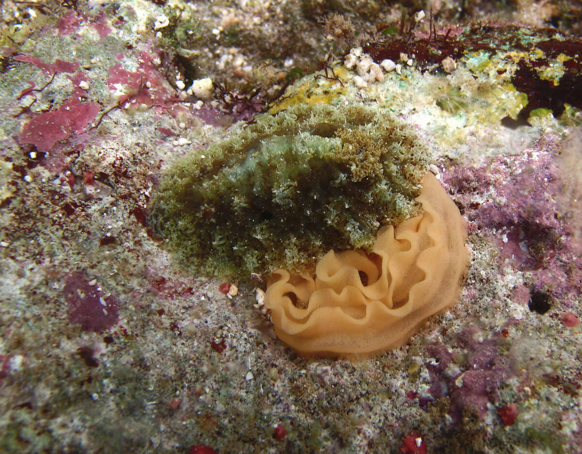 Image of Sclerodoris apiculata (Alder & Hancock 1864)