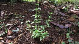 Image of Mentha satureioides