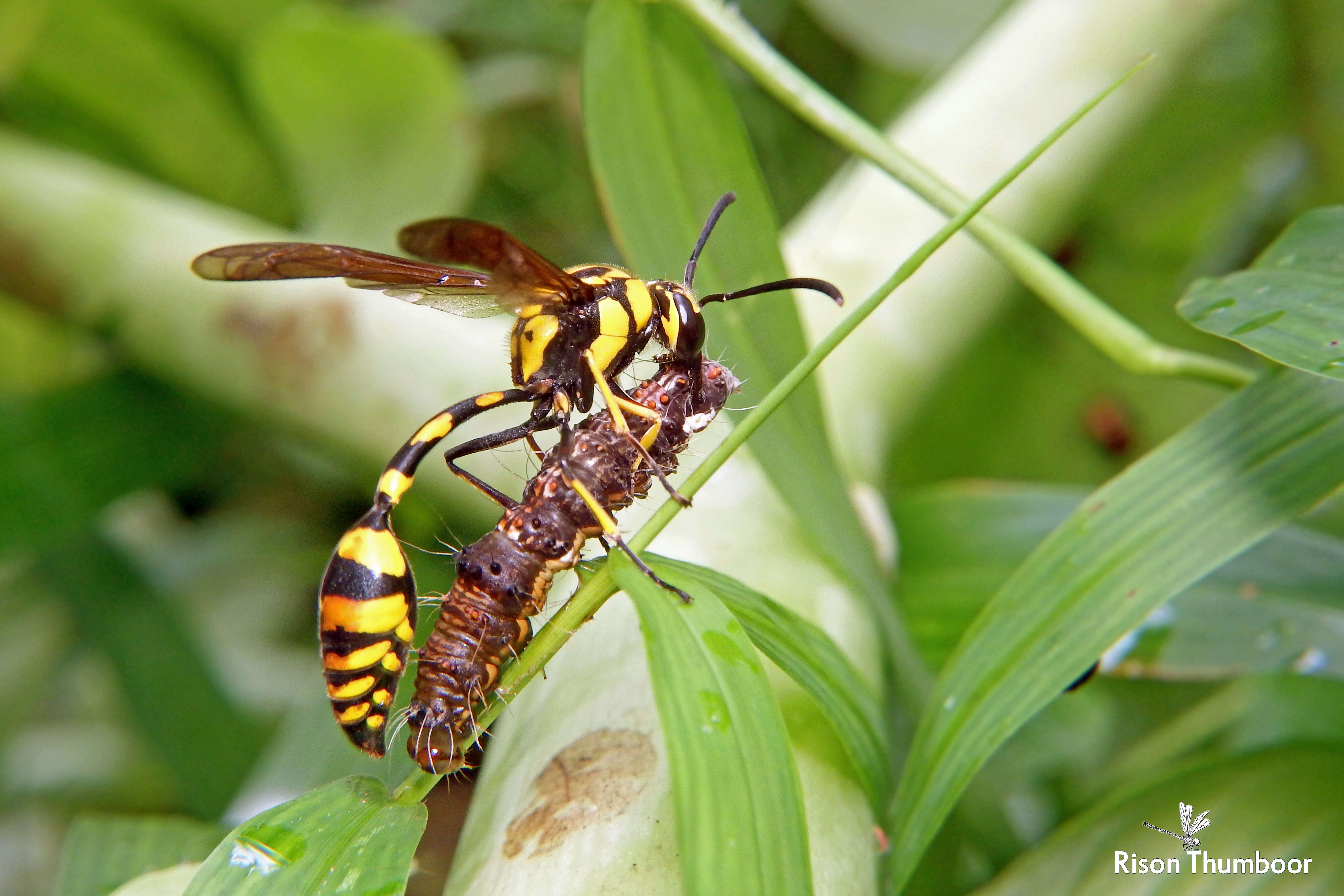 Phimenes flavopictus (Blanchard 1845)的圖片