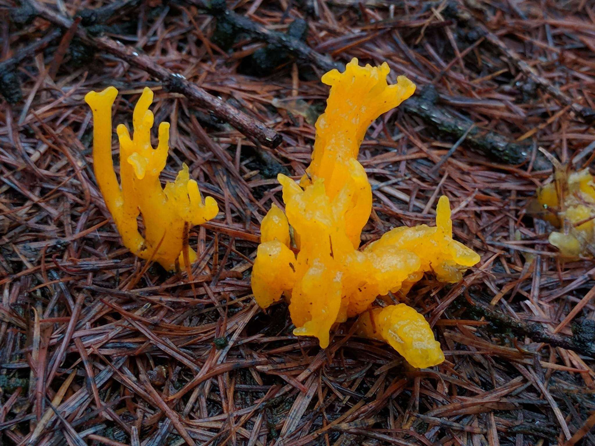 Imagem de Calocera viscosa (Pers.) Fr. 1821