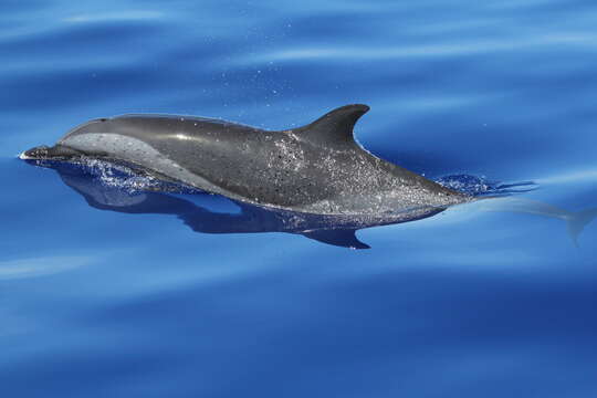 Image of Bridled Dolphin