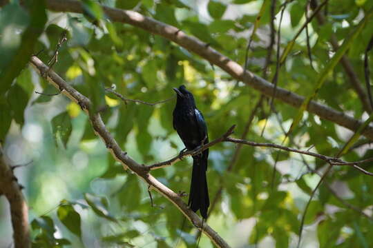 Imagem de Dicrurus paradiseus (Linnaeus 1766)