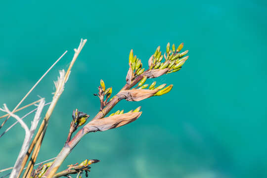 Image of New Zealand flax