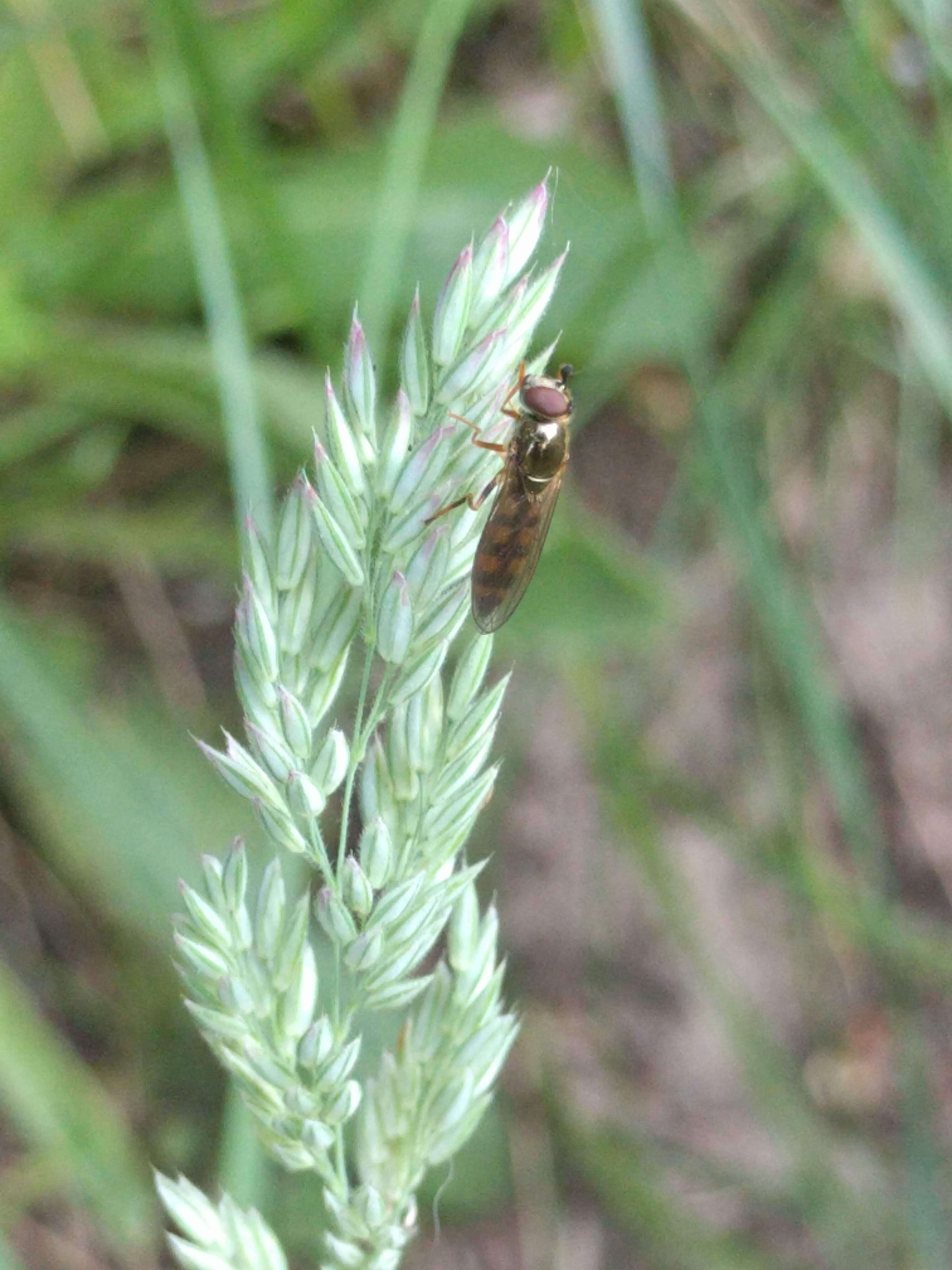 Image of Platycheirus clypeatus (Meigen 1822)