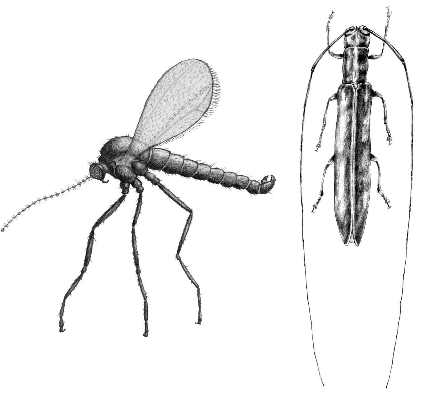 Plancia ëd Mayetiola destructor (Say 1817)