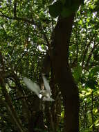 Image of tropical-almond