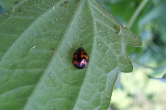 صورة Cheilomenes sexmaculata (Fabricius 1781)