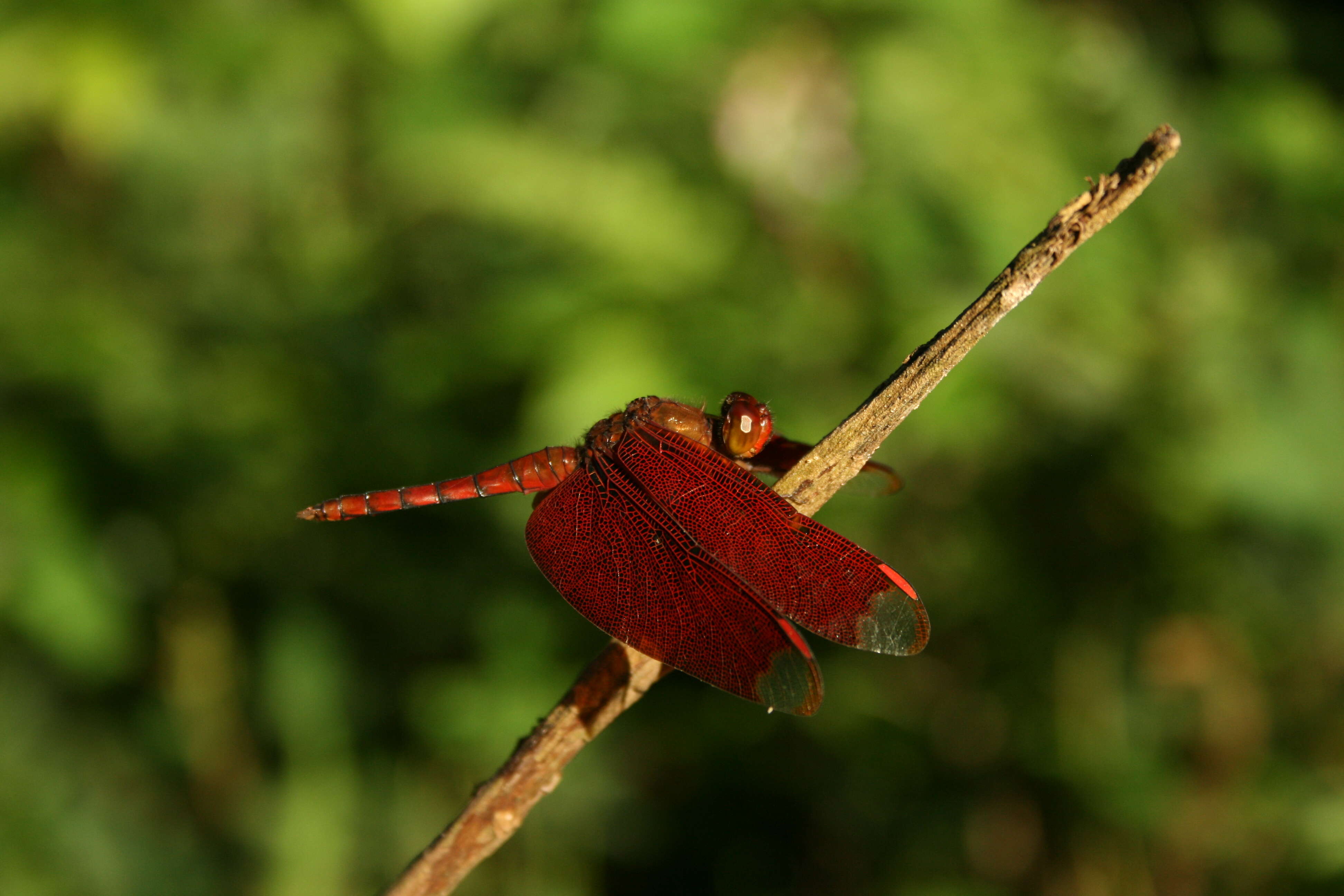 Image of Black Stream Glider