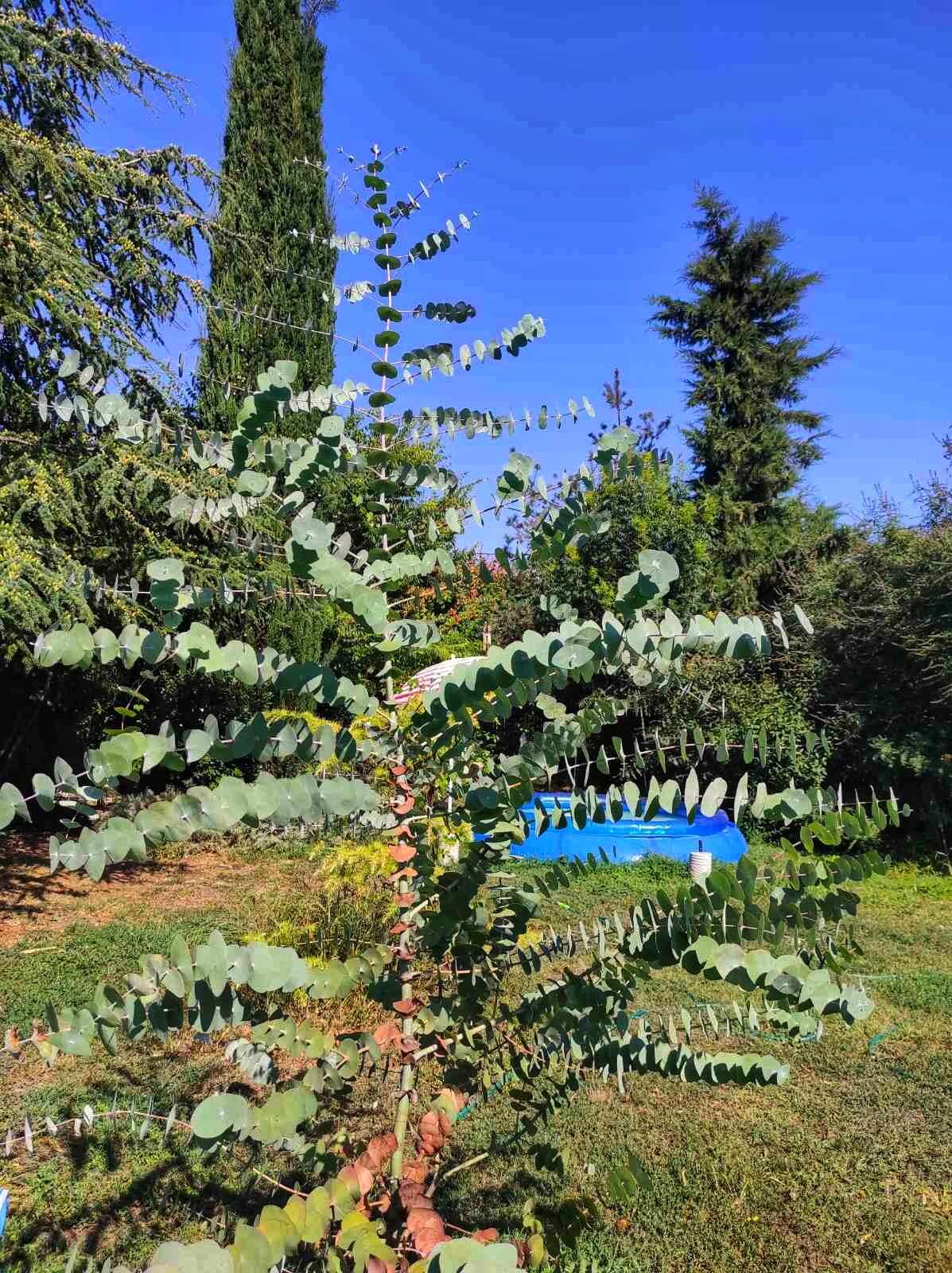 Plancia ëd Eucalyptus perriniana Herb. Perrin ex Maiden