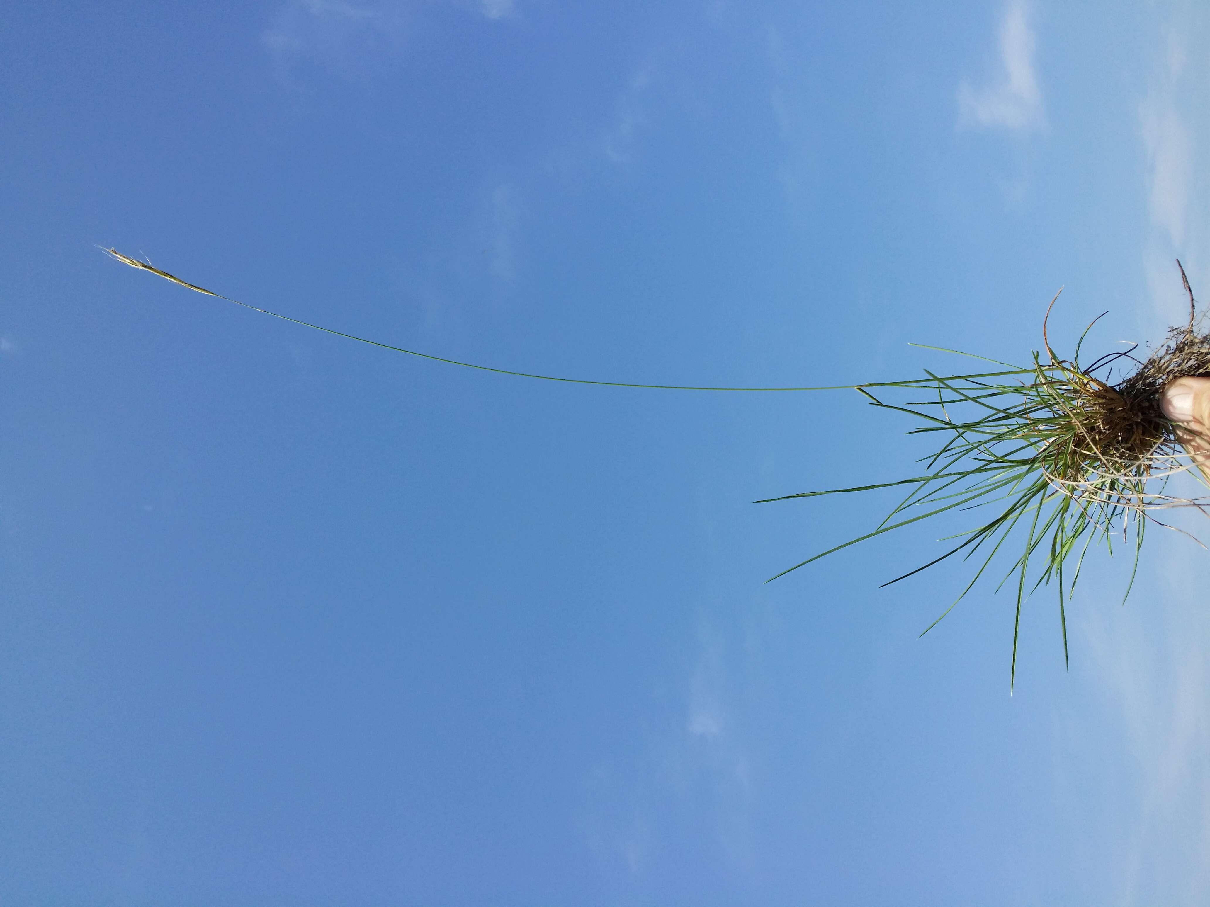 Image of Helictochloa pratensis (L.) Romero Zarco