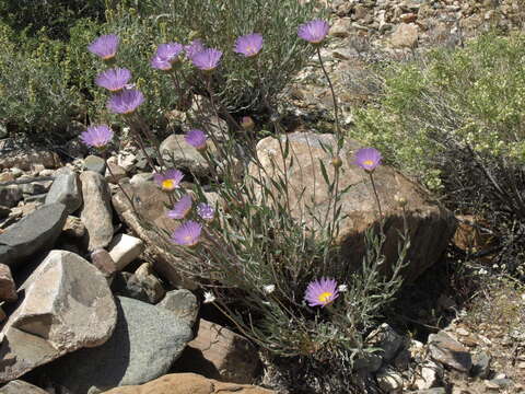 Image of Mojave woodyaster