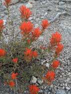 Image of wavyleaf Indian paintbrush