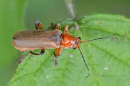 Image of Cantharis livida