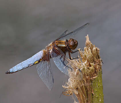 Image of Broad-bodied chaser