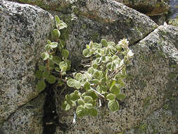 Image of fivepetal cliffbush