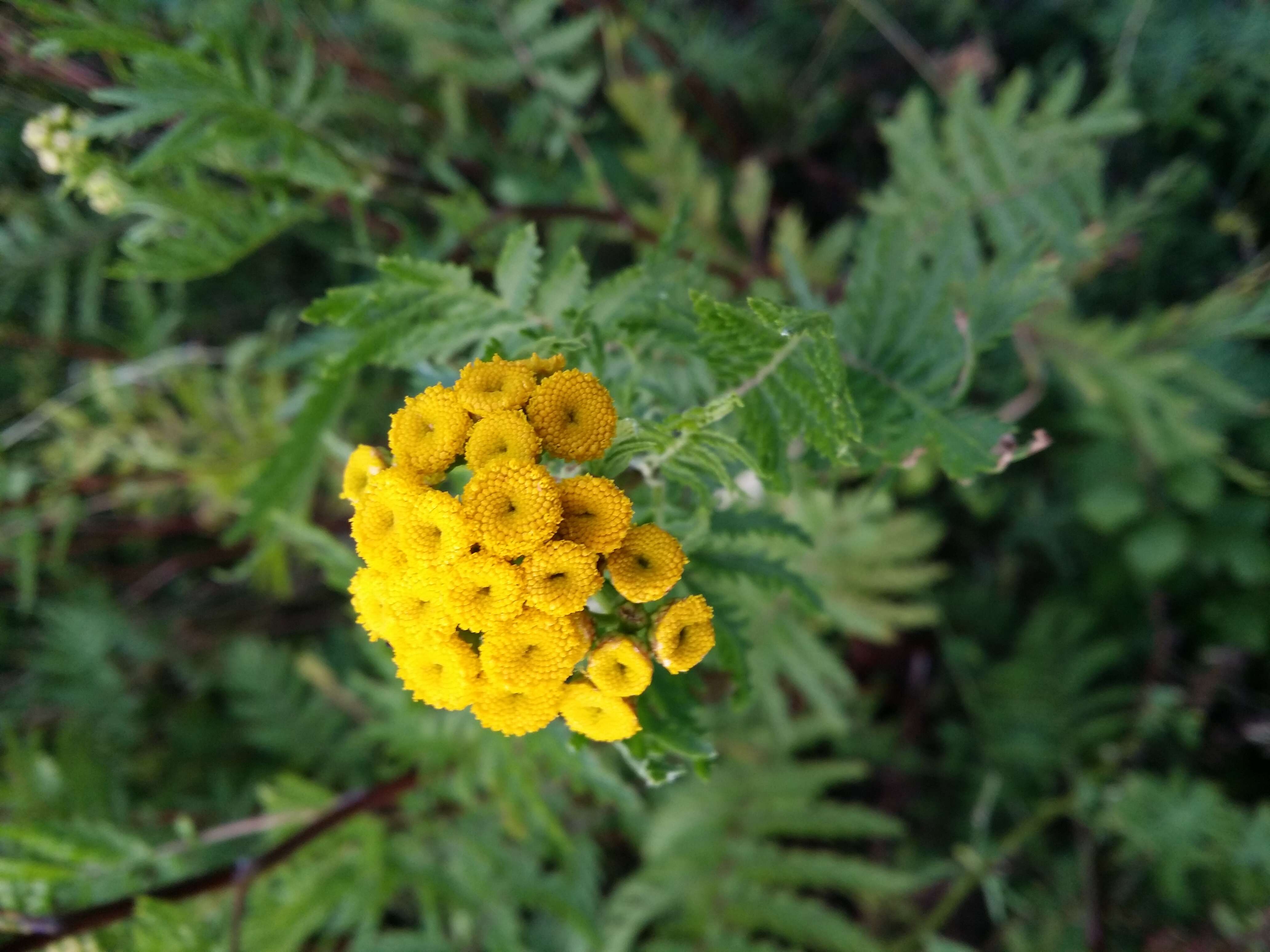 Image of common tansy