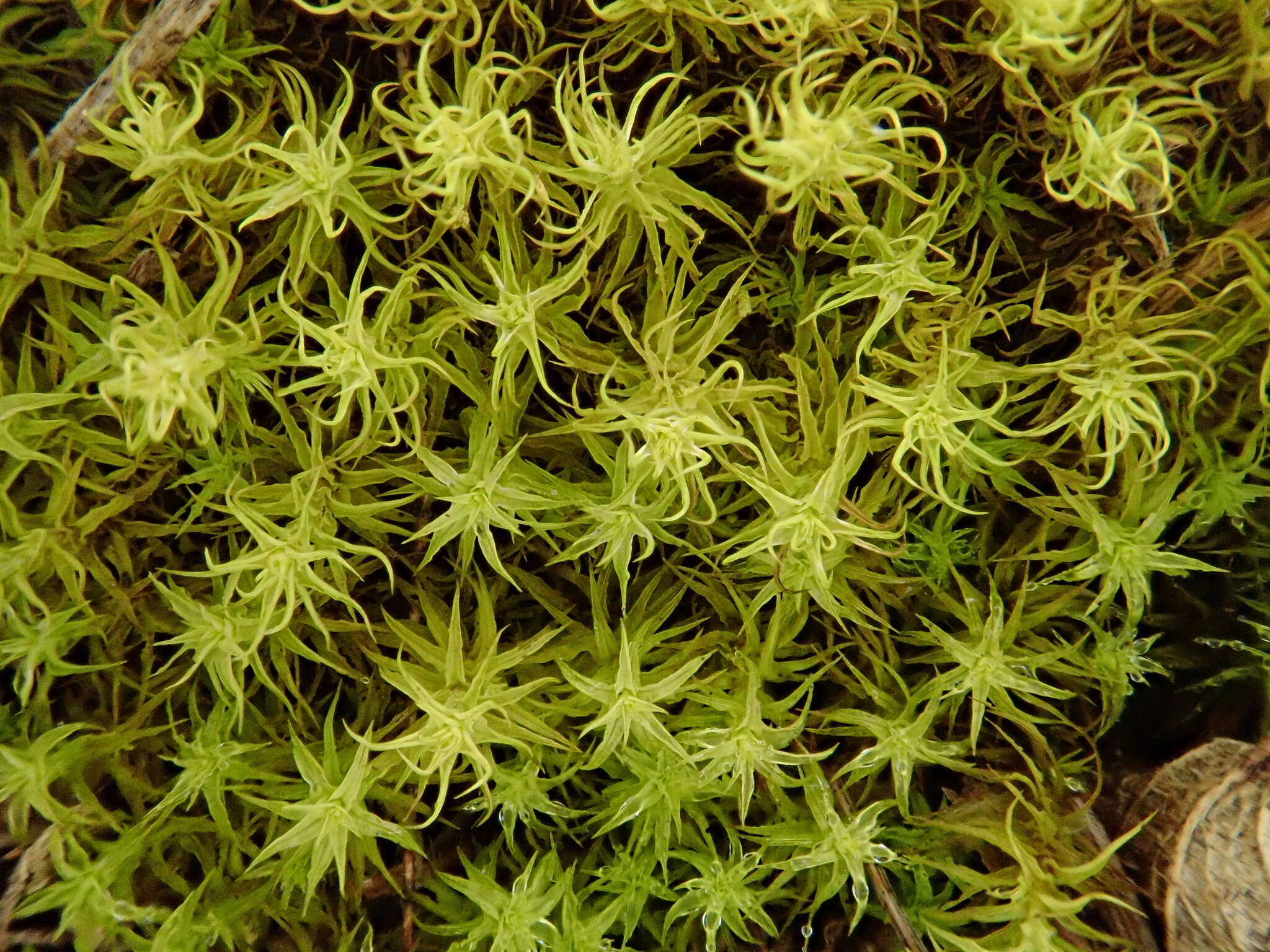 Image of tortella moss