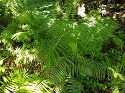 Image of Hottentot Fern