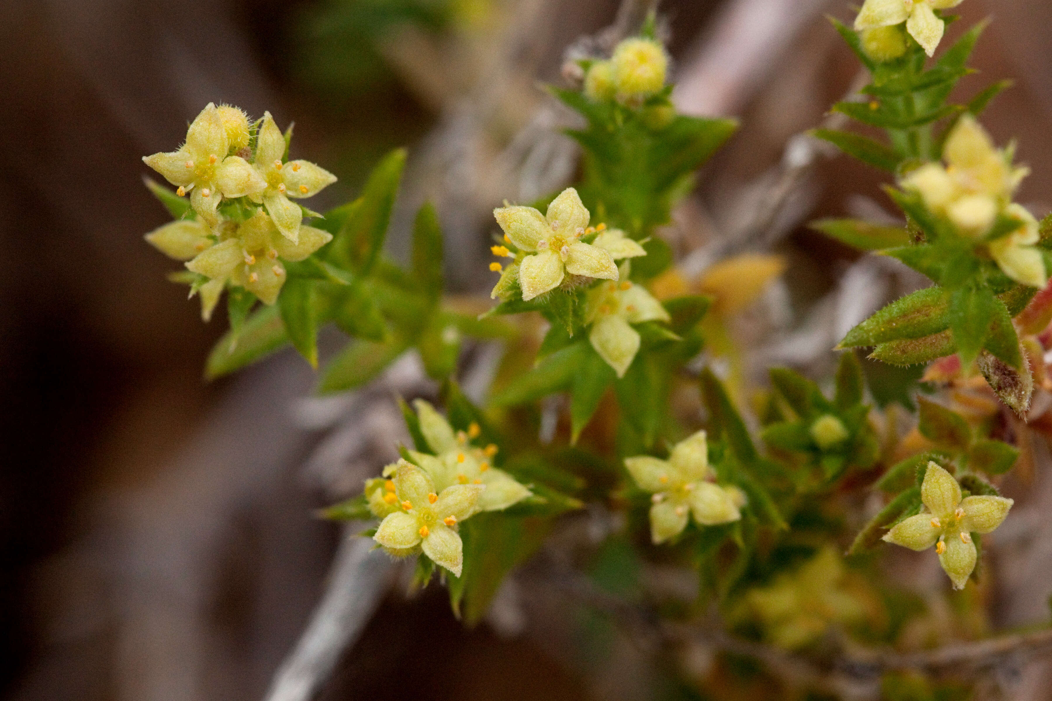 Image of bedstraw