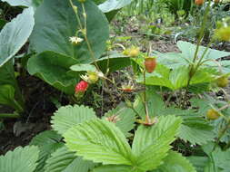 Image of woodland strawberry