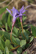 Image of herbaceous periwinkle