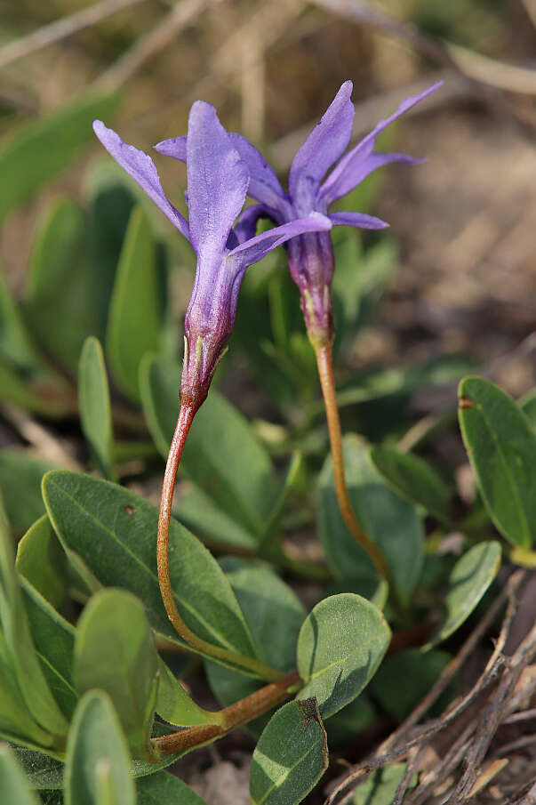 Image of herbaceous periwinkle