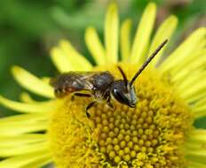 Plancia ëd Lasioglossum calceatum (Scopoli 1763)