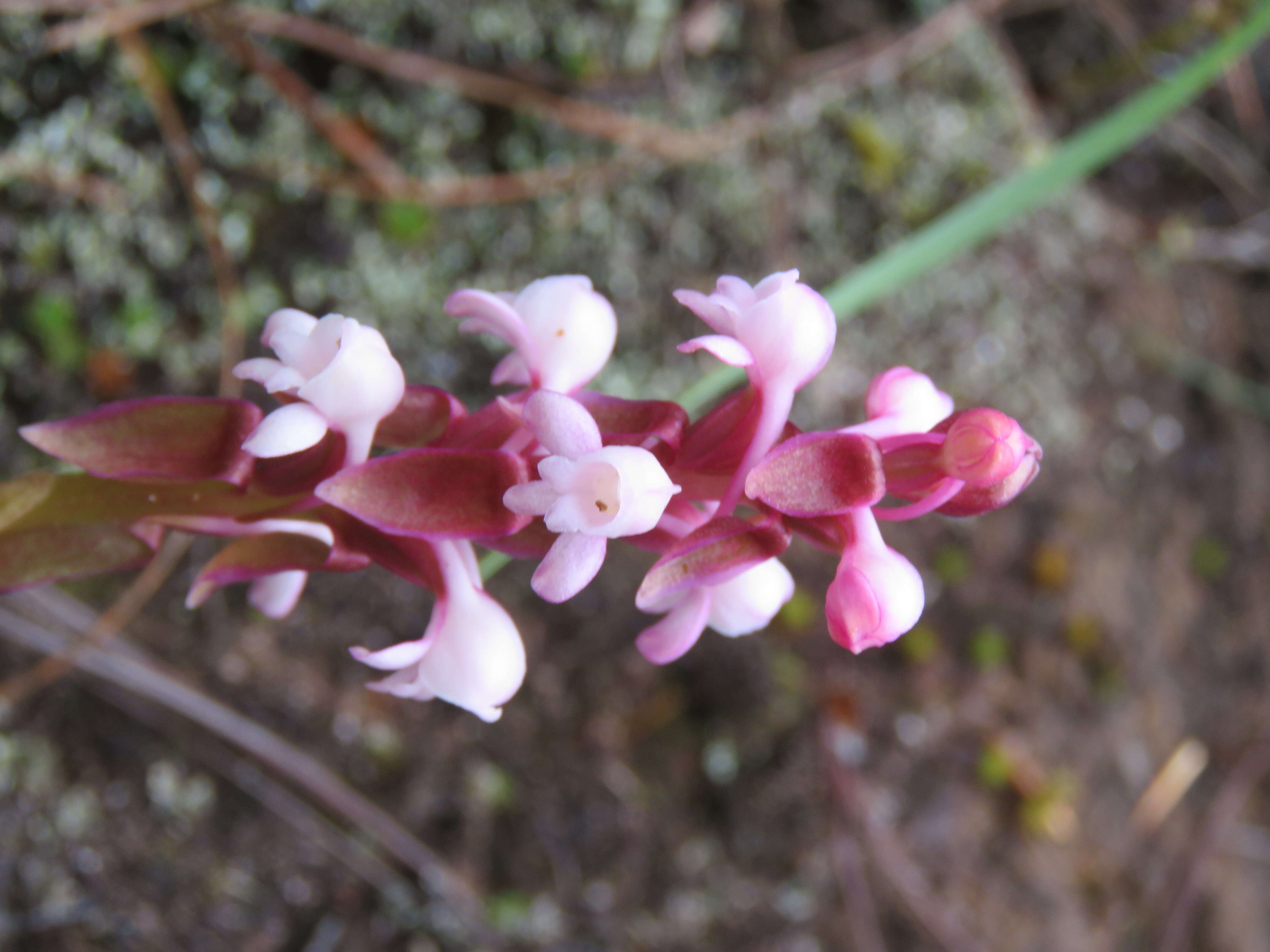 Image of Satyrium nepalense D. Don