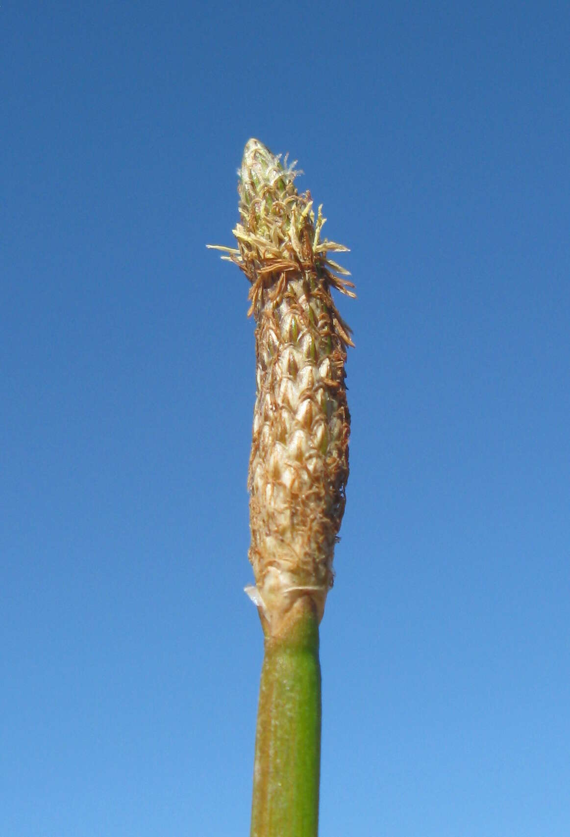 صورة Eleocharis cylindrostachys Boeckeler