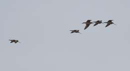 Image of Marbled Godwit